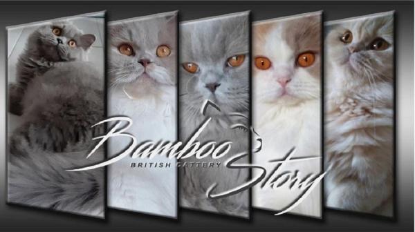 Chatterie Bamboo Story, levage de British Longhair