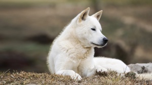Korean jindo dog : Origine, Description, Prix, Sant, Entretien, Education