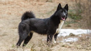Acheter un chien Laika russo-europen adulte ou retrait d'levage