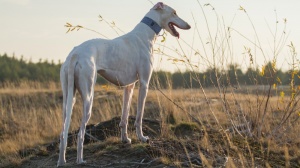Polish greyhound : Origine, Description, Prix, Sant, Entretien, Education