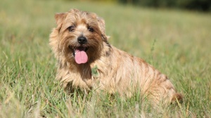 Acheter un chien Norfolk terrier adulte ou retrait d'levage