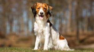 Acheter un chien Petit chien hollandais de chasse au gibier d'eau adulte ou retrait d'levage
