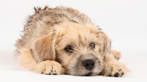 Acheter un chien Hollandse smoushond adulte ou retrait d'levage