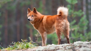 Acheter un chien Finnish spitz adulte ou retrait d'levage