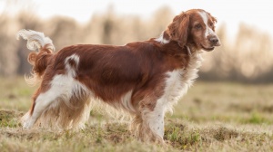 Acheter un chien Welsh springer spaniel adulte ou retrait d'levage