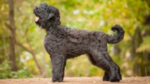 Adopter un chiot Black russian terrier