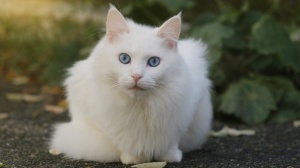 Acheter un chat Angora turc adulte ou retrait d'levage