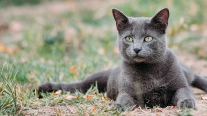 Adopter un chaton Bleu russe