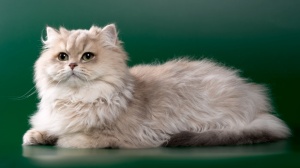 Acheter un chat British longhair adulte ou retrait d'levage