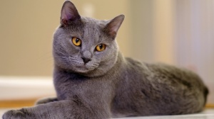 Acheter un chat Chartreux adulte ou retrait d'levage