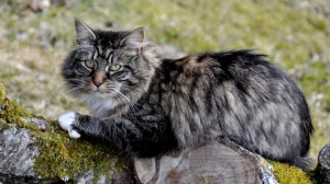Acheter un chat Chat des forts norvgiennes adulte ou retrait d'levage