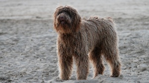 Acheter un chien Chien d'eau portugais poil long et ondul adulte ou retrait d'levage