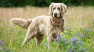 Acheter un chien Weimaraner long haired adulte ou retrait d'levage