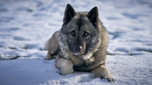 Acheter un chien Chien d'lan norvgien gris adulte ou retrait d'levage