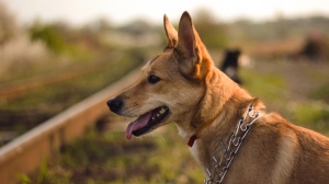Acheter un chien Chien de garenne portugais (moyen) poil court et lisse adulte ou retrait d'levage