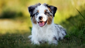 Acheter un chien Berger amricain miniature adulte ou retrait d'levage