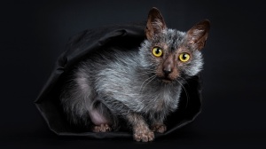 Adopter un chaton Werewolf cat