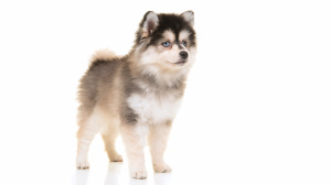 Acheter un chien Pomsky adulte ou retrait d'levage