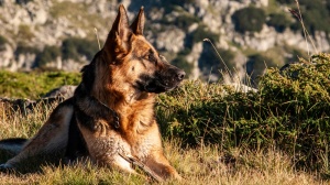 Acheter un chien Berger allemand  poil court adulte ou retrait d'levage