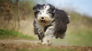 Acheter un chien Chien de berger anglais ancestral adulte ou retrait d'levage