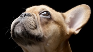Acheter un chien Bouledogue franais adulte ou retrait d'levage