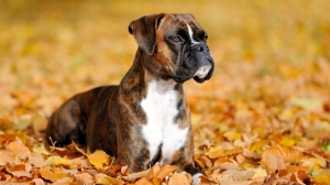 Acheter un chien Boxer adulte ou retrait d'levage