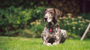 Acheter un chien Braque allemand  poil court adulte ou retrait d'levage
