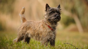Acheter un chien Cairn terrier adulte ou retrait d'levage