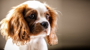 Acheter un chien Cavalier king charles spaniel adulte ou retrait d'levage