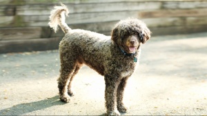 Acheter un chien Chien d'eau portugais poil fris adulte ou retrait d'levage