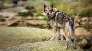 Saarloos wolfhound : Origine, Description, Prix, Sant, Entretien, Education