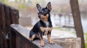 Adopter un chiot Chihuahua  poil court