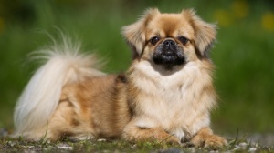 Acheter un chien Epagneul tibetain adulte ou retrait d'levage