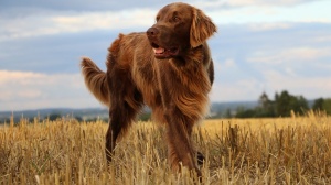 Acheter un chien Flat coated retriever adulte ou retrait d'levage