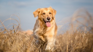 Acheter un chien Golden retriever adulte ou retrait d'levage