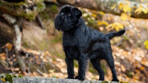 Acheter un chien Griffon belge adulte ou retrait d'levage