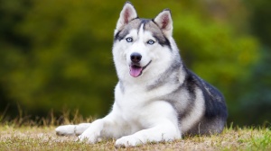 Acheter un chien Husky de sibrie adulte ou retrait d'levage