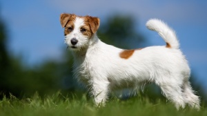 Adopter un chiot Jack russell terrier