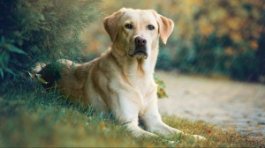 Labrador retriever, Toutes les informations sur la race