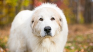 Acheter un chien Pyrenean mountain dog adulte ou retrait d'levage