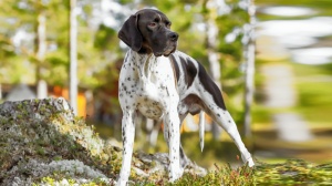 Elevages d'English pointer