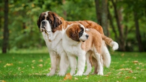Acheter un chien Chien du mont saint-bernard poil long adulte ou retrait d'levage
