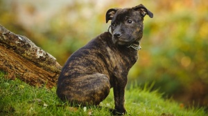 Du Royaume D'erebor, levage de Staffordshire Bull Terrier