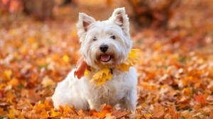 Adopter un chiot West highland white terrier