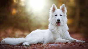 Acheter un chien Berger blanc americain adulte ou retrait d'levage