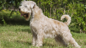Elevages d'Irish soft coated wheaten terrier