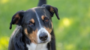 Acheter un chien Appenzeller sennenhund adulte ou retrait d'levage