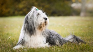 Adopter un chiot Bearded collie
