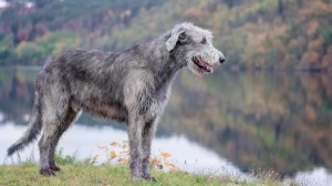 Irish wolfhound : Origine, Description, Prix, Sant, Entretien, Education