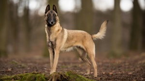 Acheter un chien Berger belge malinois adulte ou retrait d'levage